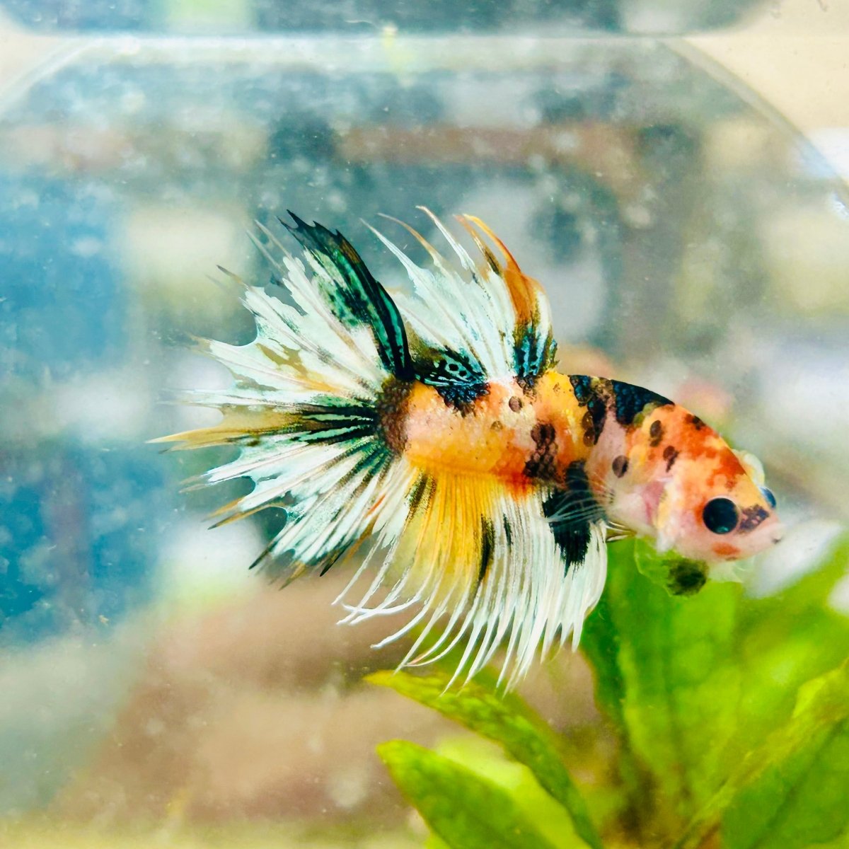 Koi Platinum Crowntail - Male Betta 026
