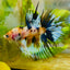 Koi Platinum Crowntail - Male Betta 126 Male betta