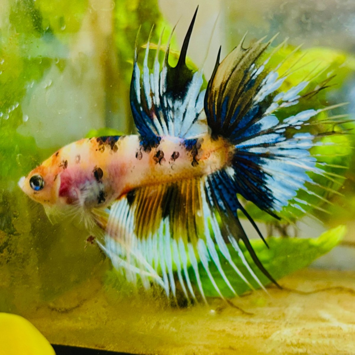 Koi Platinum Crowntail - Male Betta 126 Male betta