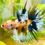 Koi Platinum Crowntail - Male Betta 126 Male betta