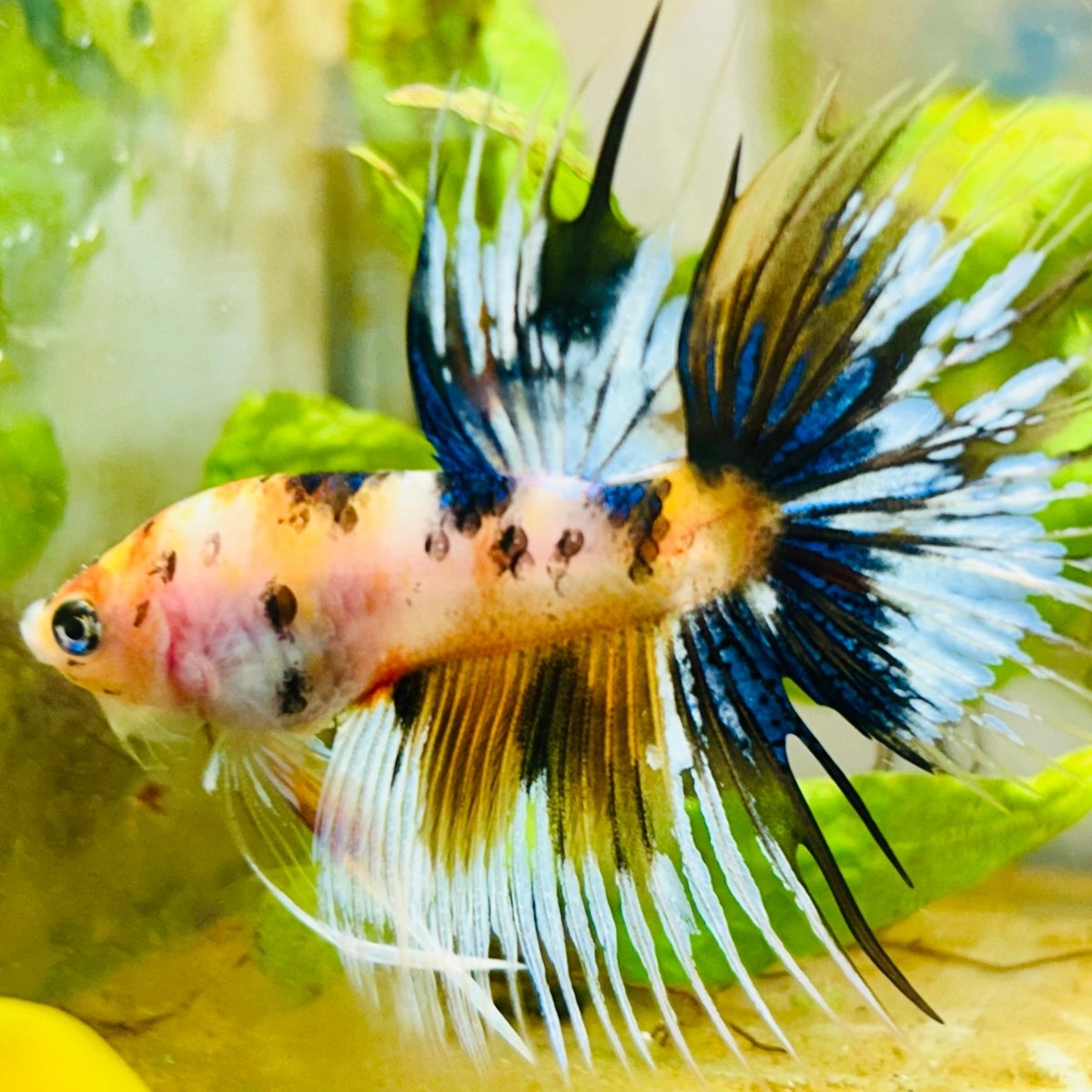 Koi Platinum Crowntail - Male Betta 126 Male betta