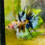 Koi Platinum Crowntail - Male Betta 126 Male betta