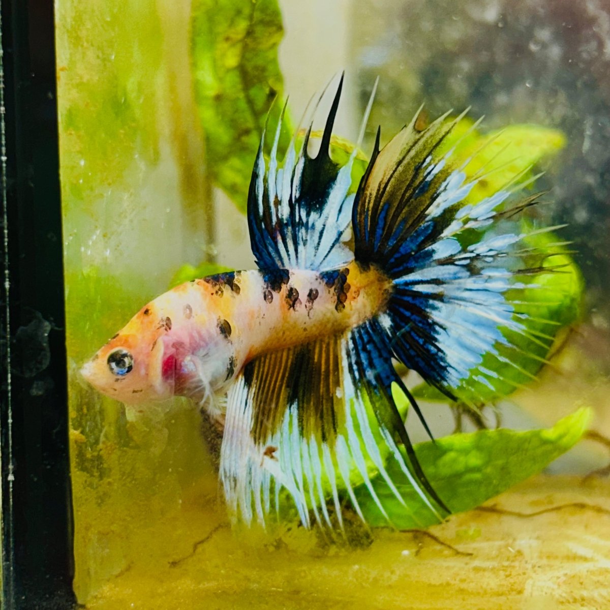 Koi Platinum Crowntail - Male Betta 126 Male betta