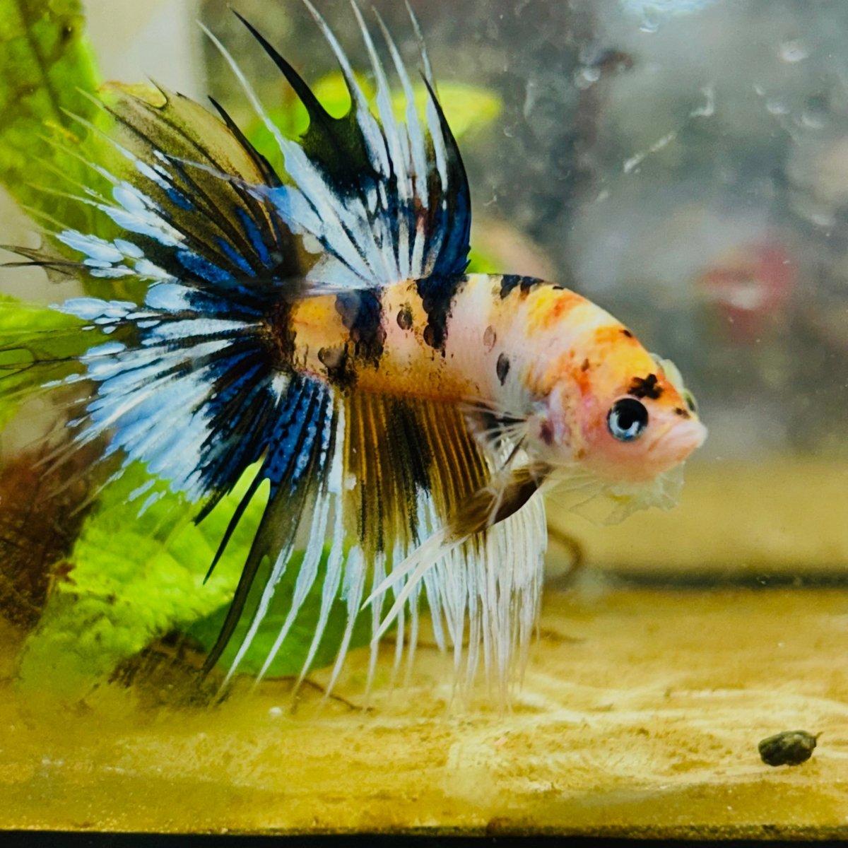 Koi Platinum Crowntail - Male Betta 126 Male betta