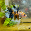 Koi Platinum Crowntail - Male Betta 126 Male betta