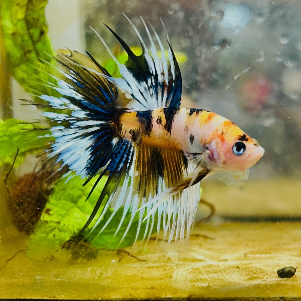 Koi Platinum Crowntail - Male Betta 126 Male betta