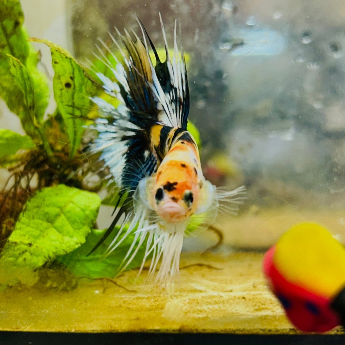 Koi Platinum Crowntail - Male Betta 126 Male betta