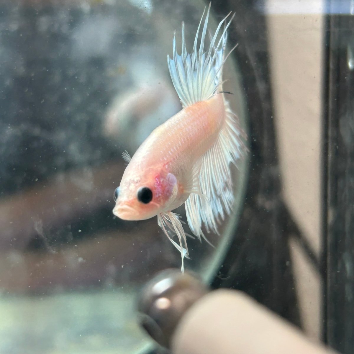 Koi Platinum Crowntail - Male Betta N29
