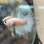 Koi Platinum Crowntail - Male Betta N29