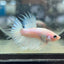 Koi Platinum Crowntail - Male Betta N29