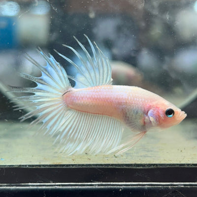 Koi Platinum Crowntail - Male Betta N29