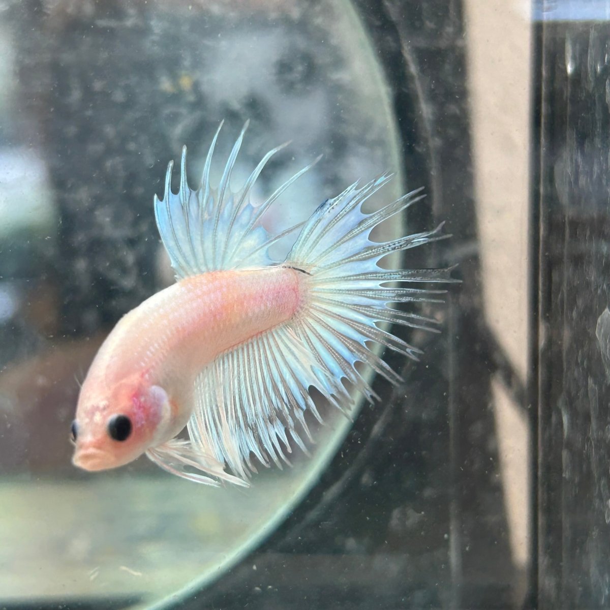 Koi Platinum Crowntail - Male Betta N29