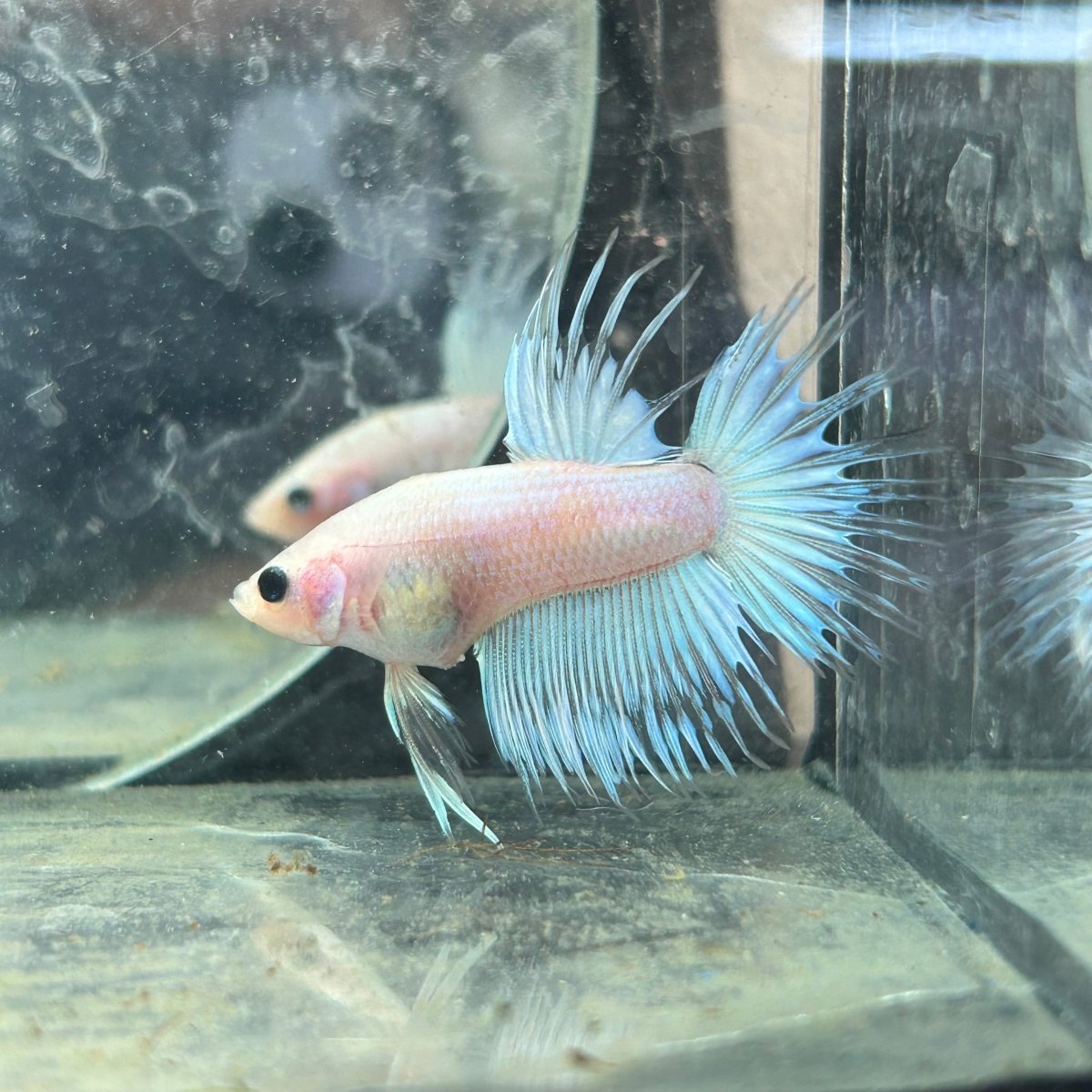 Koi Platinum Crowntail - Male Betta N29
