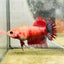 Koi Red Copper Crowntail - Female Betta 047