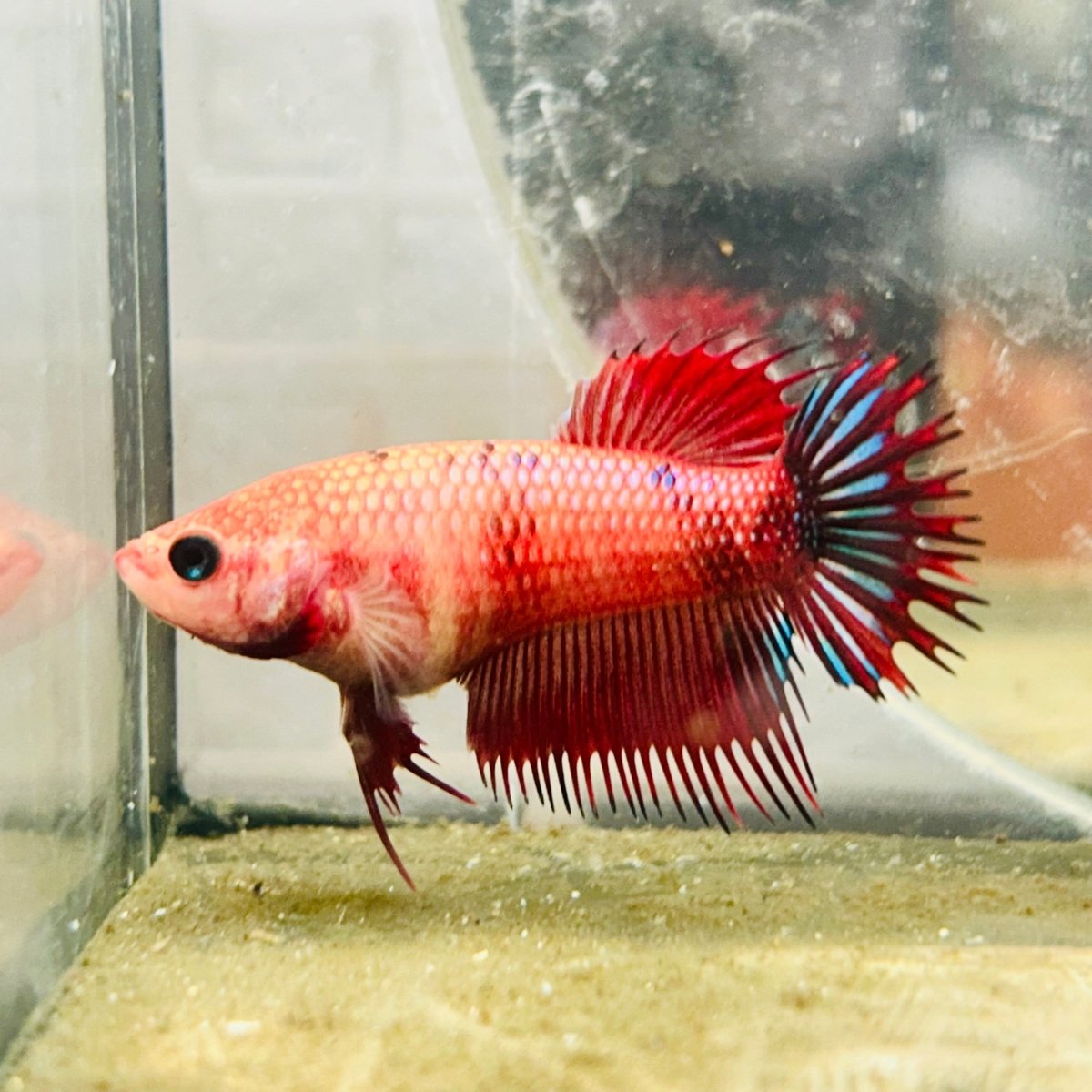 Koi Red Copper Crowntail - Female Betta 047