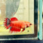 Koi Red Copper Crowntail - Female Betta 047