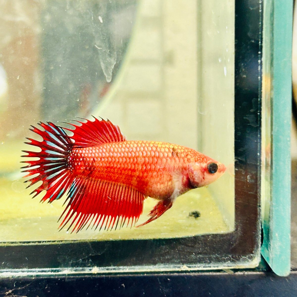 Koi Red Copper Crowntail - Female Betta 047