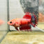 Koi Red Copper Crowntail - Female Betta 047