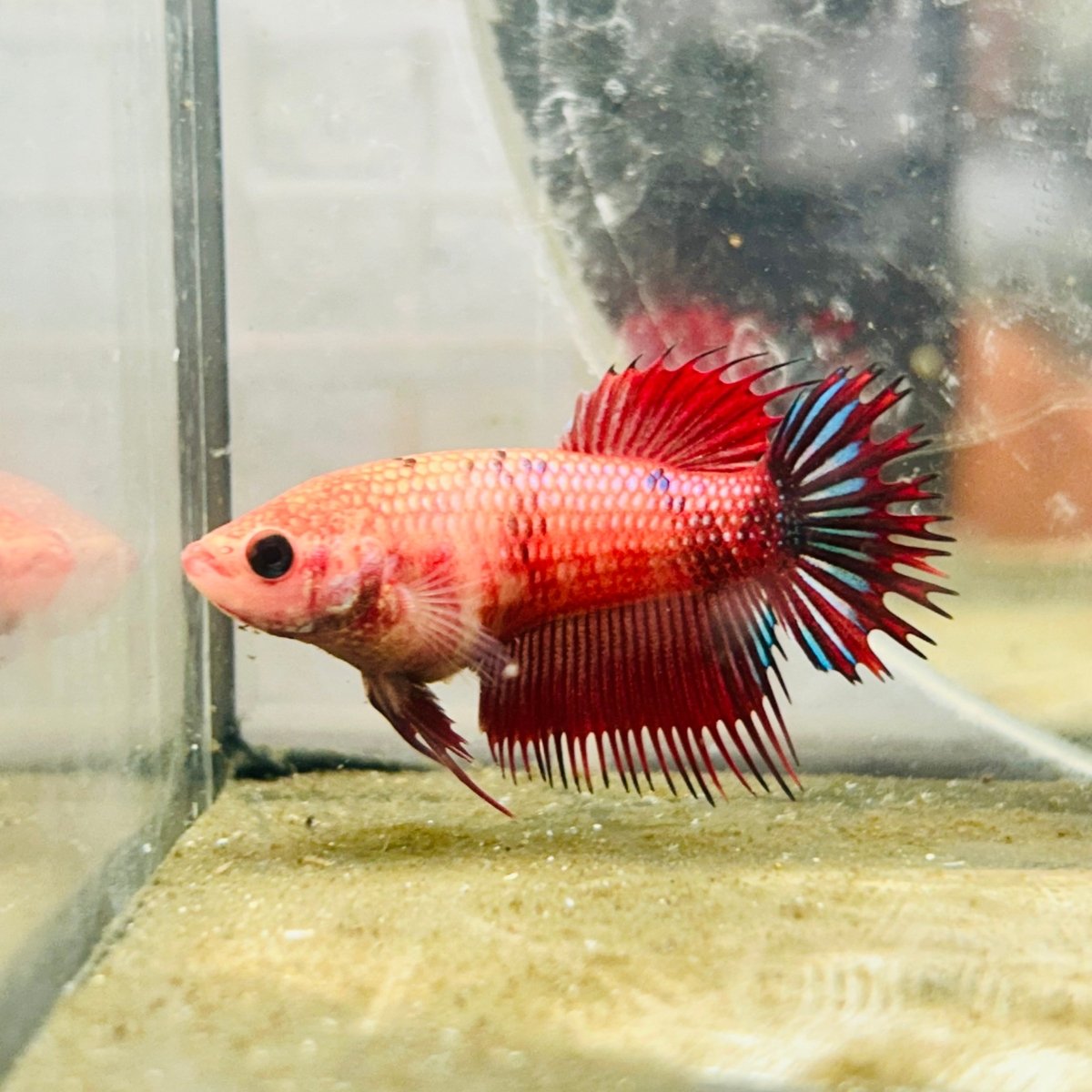 Koi Red Copper Crowntail - Female Betta 047