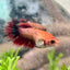 Koi Red Copper Crowntail - Female Betta 060