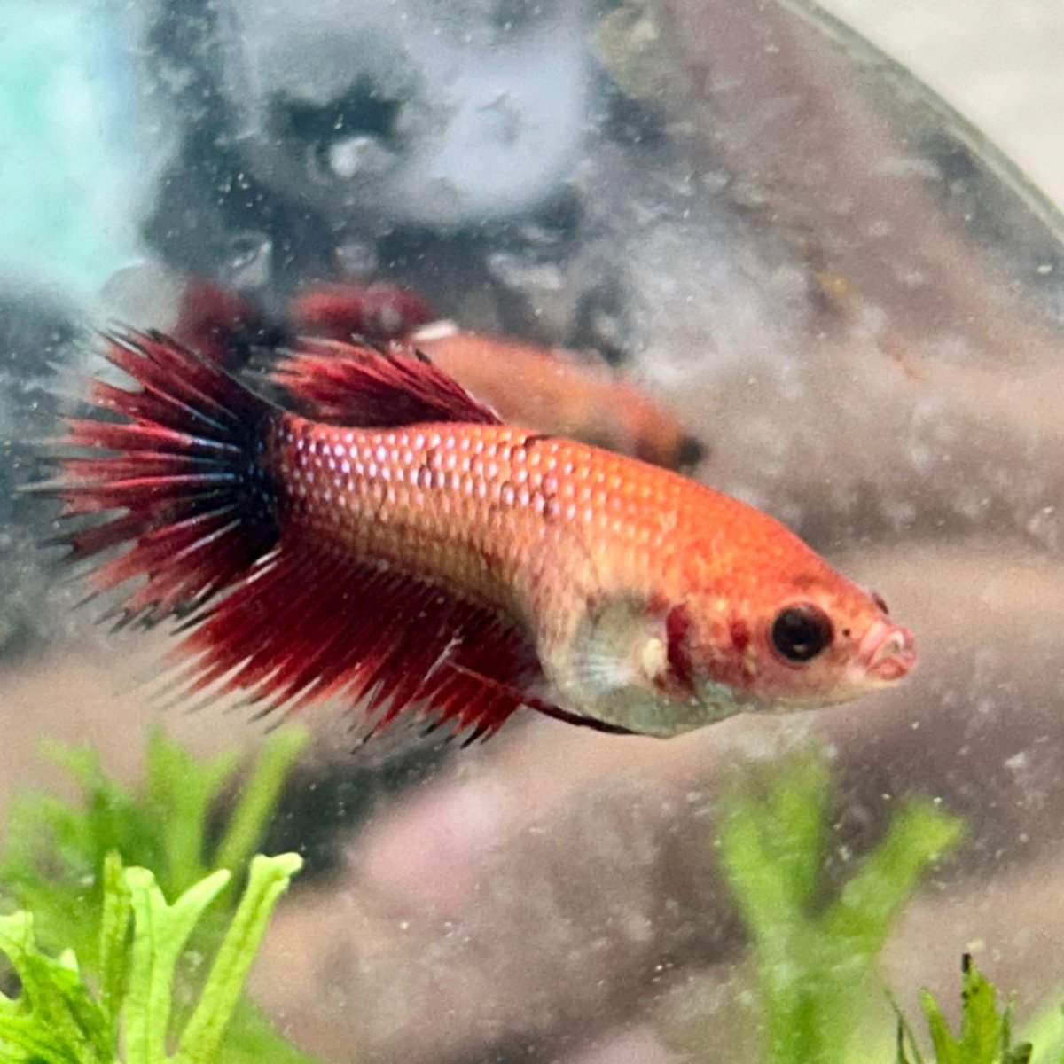 Koi Red Copper Crowntail - Female Betta 060