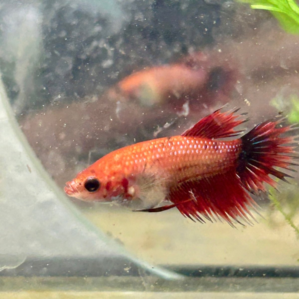 Koi Red Copper Crowntail - Female Betta 060