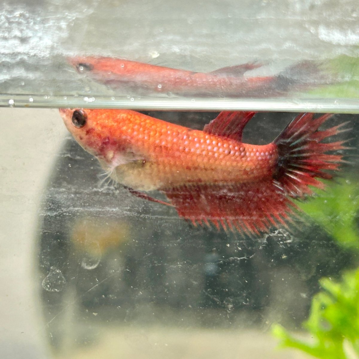 Koi Red Copper Crowntail - Female Betta 060