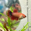 Koi Red Copper Crowntail - Female Betta 060