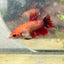 Koi Red Copper Crowntail - Female Betta 060