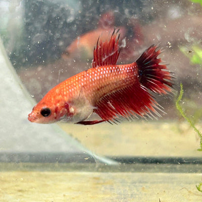 Koi Red Copper Crowntail - Female Betta 060