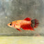 Koi Red Copper Crowntail - Female Betta 097