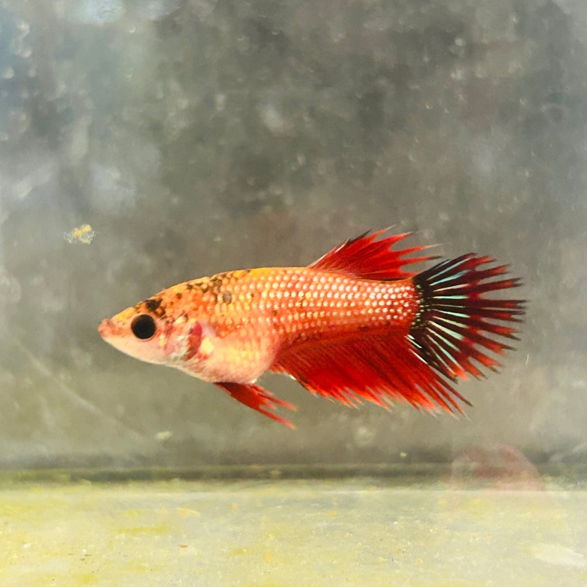 Koi Red Copper Crowntail - Female Betta 097