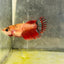 Koi Red Copper Crowntail - Female Betta 097