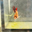 Koi Red Copper Crowntail - Female Betta 097