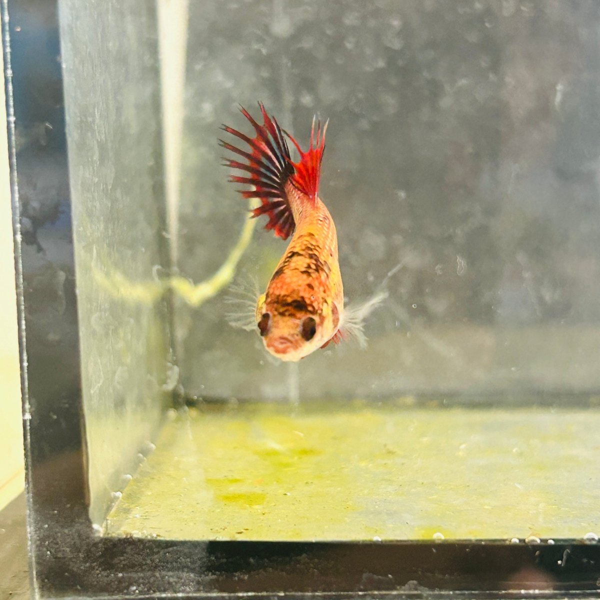 Koi Red Copper Crowntail - Female Betta 097