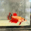 Koi Red Copper Crowntail - Female Betta 097