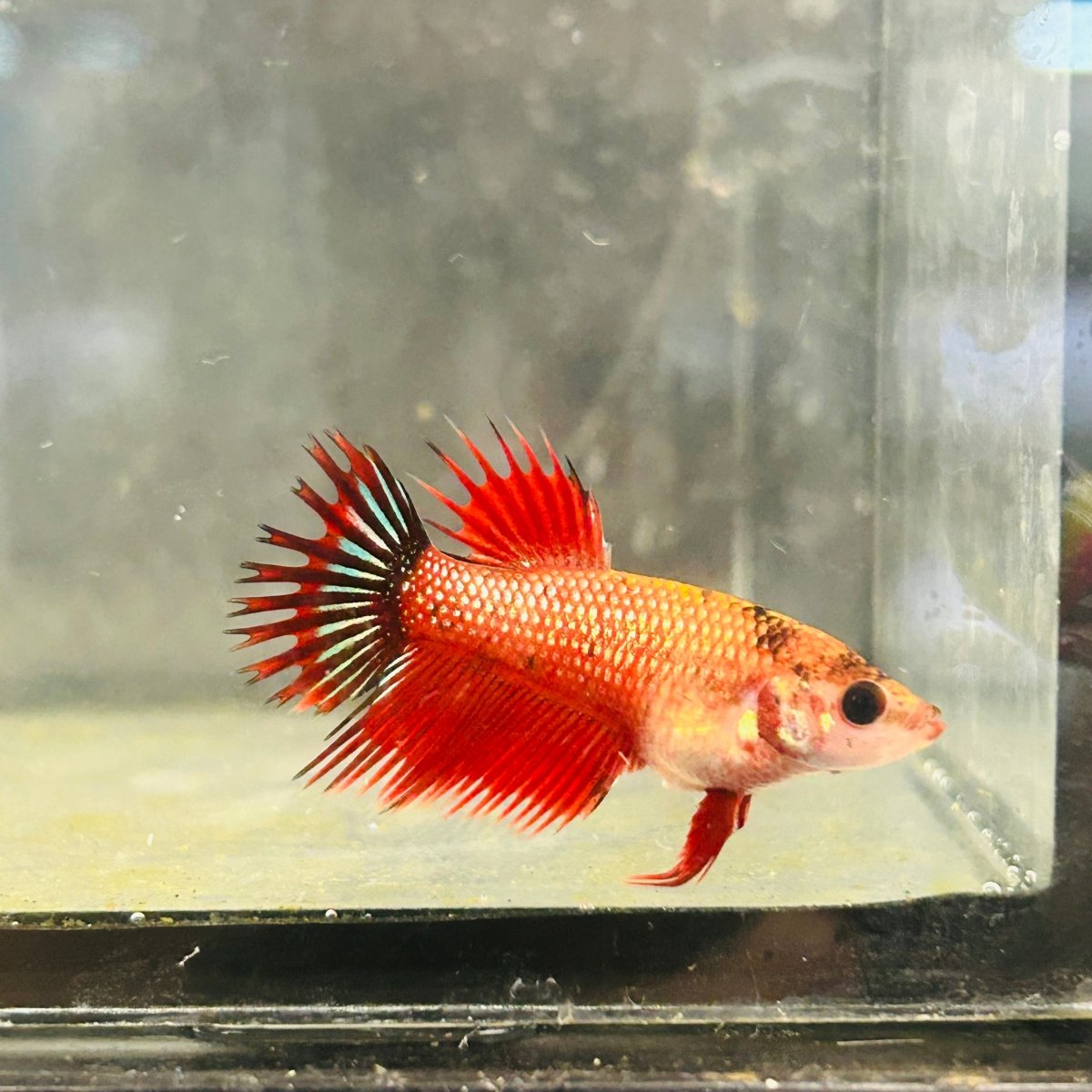 Koi Red Copper Crowntail - Female Betta 097