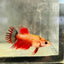 Koi Red Copper Crowntail - Female Betta 097