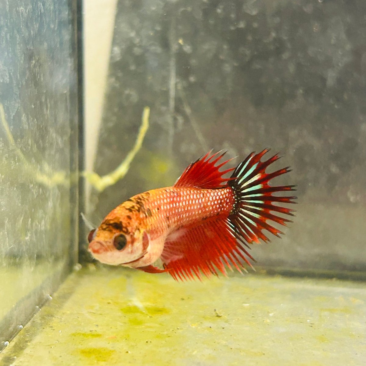 Koi Red Copper Crowntail - Female Betta 097