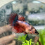 Koi Red Copper Crowntail - Female Betta 149