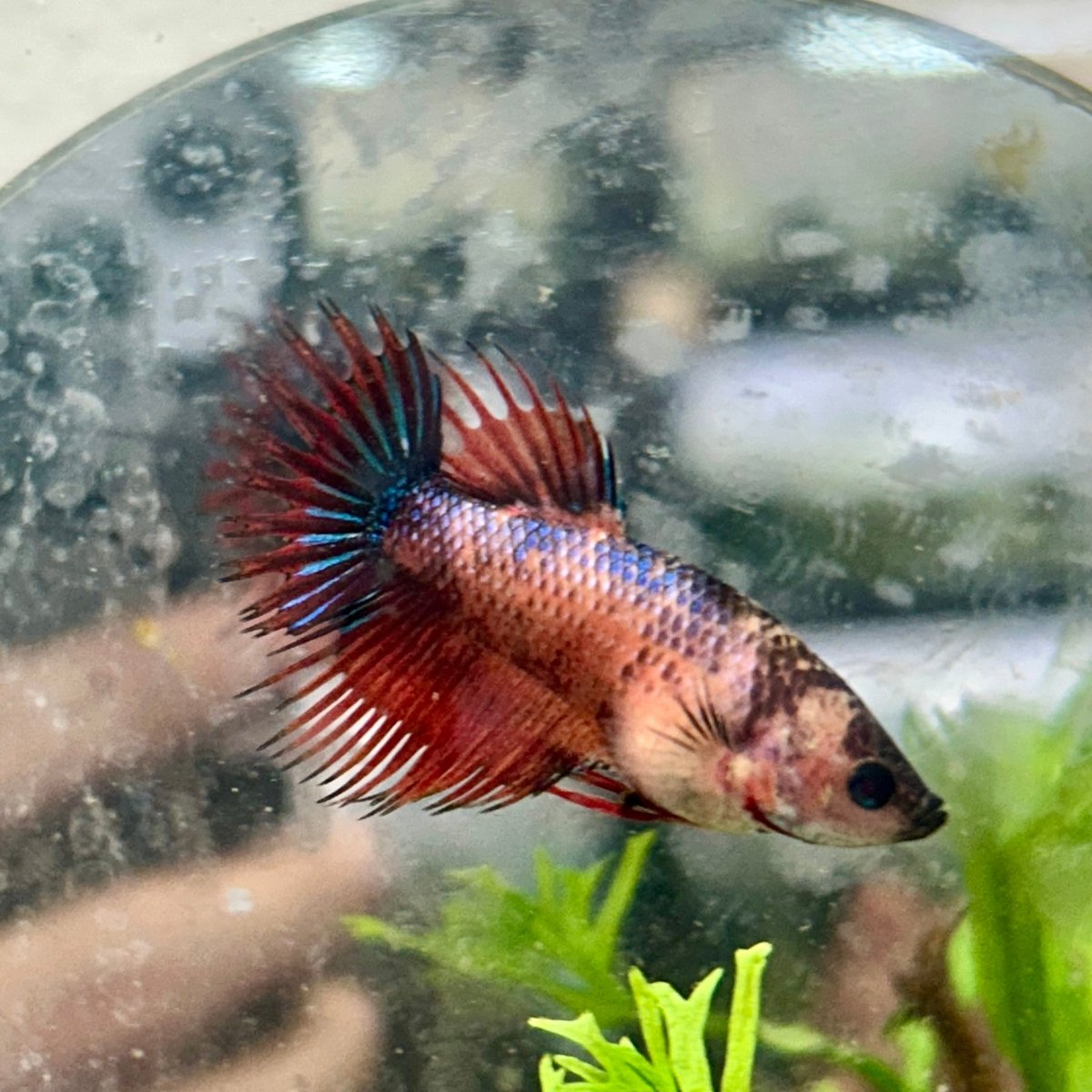 Koi Red Copper Crowntail - Female Betta 149