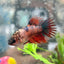 Koi Red Copper Crowntail - Female Betta 149