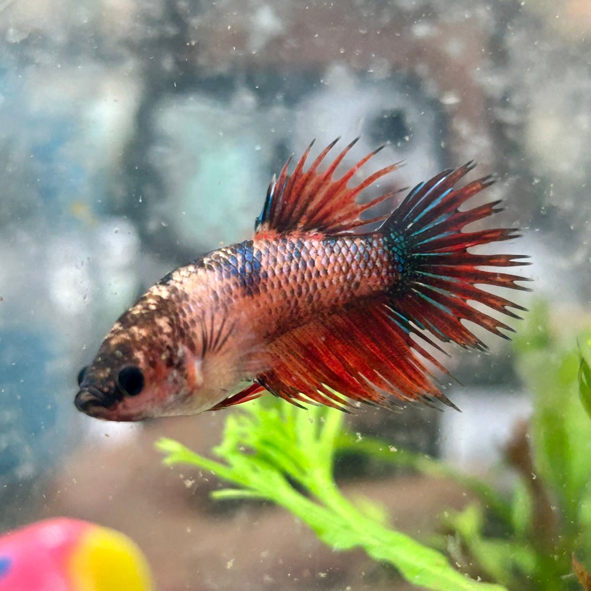 Koi Red Copper Crowntail - Female Betta 149