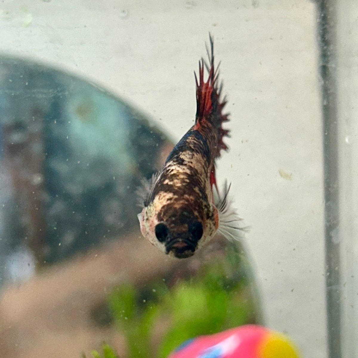 Koi Red Copper Crowntail - Female Betta 149