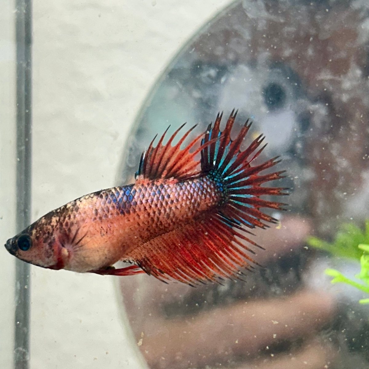Koi Red Copper Crowntail - Female Betta 149