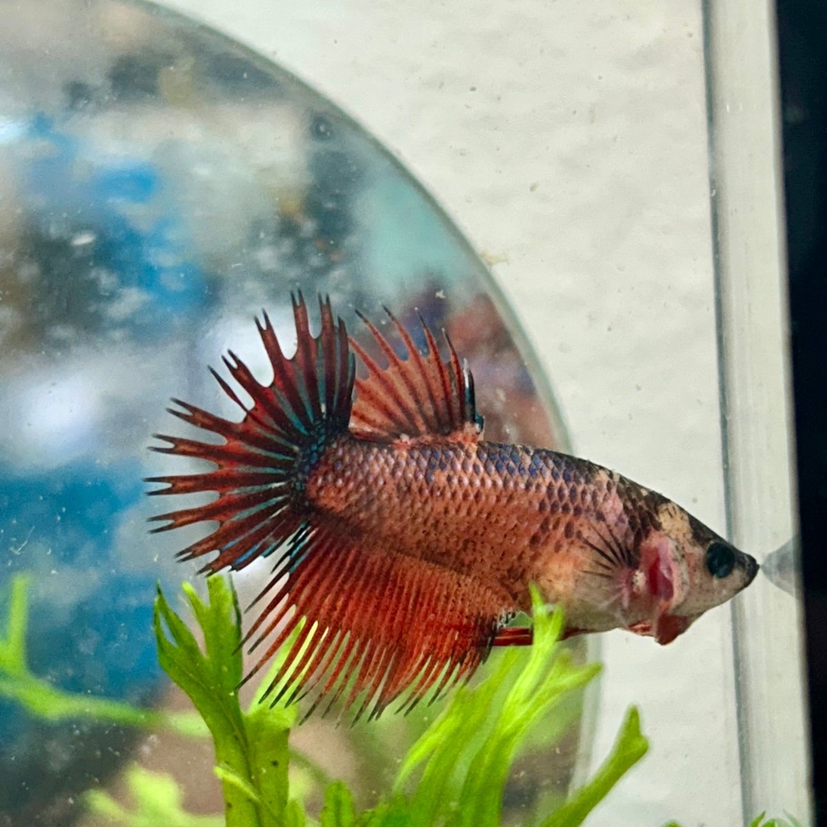 Koi Red Copper Crowntail - Female Betta 149