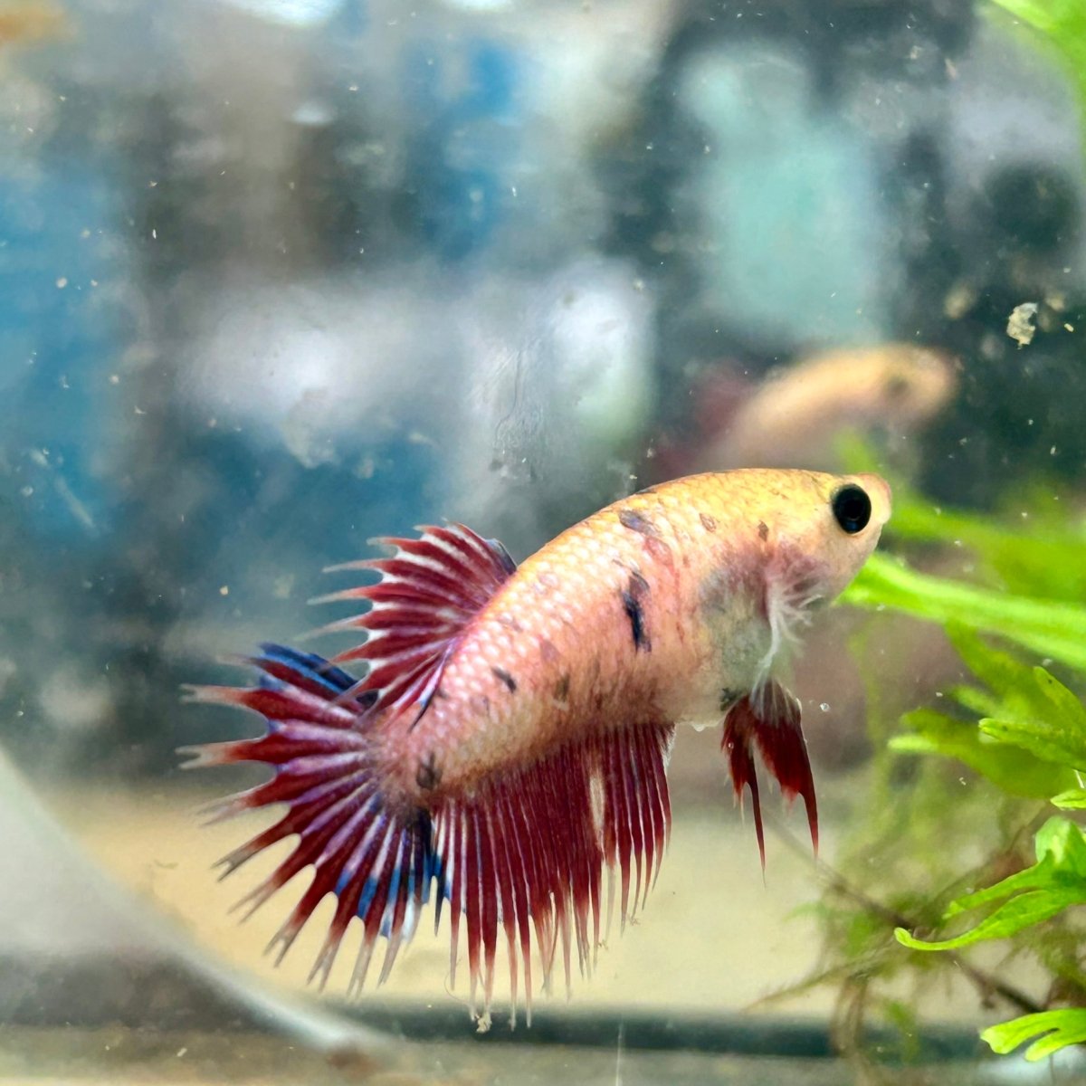 Koi Red Copper Crowntail - Female Betta 198