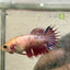 Koi Red Copper Crowntail - Female Betta 198