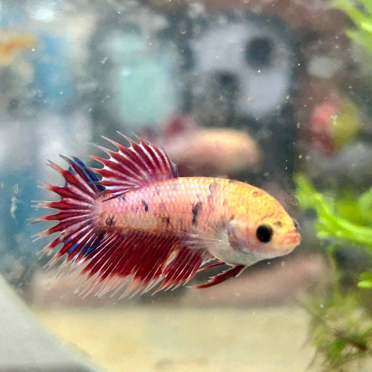 Koi Red Copper Crowntail - Female Betta 198