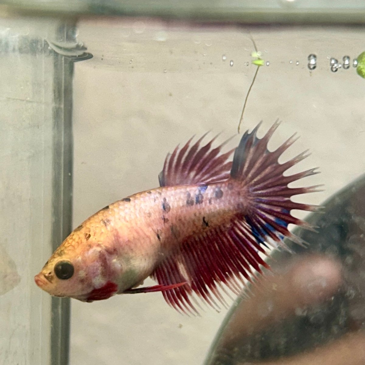 Koi Red Copper Crowntail - Female Betta 198